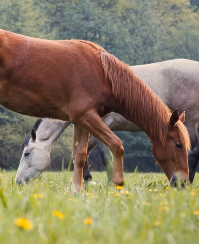 Pferde grasen auf einer Sommerwiese