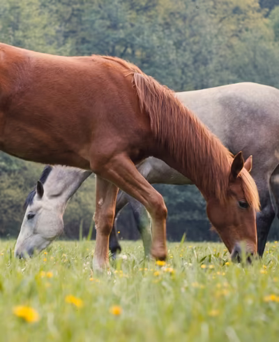 Pferde grasen auf einer Sommerwiese