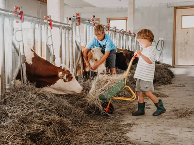 Zwei Jungbauern bei der Fütterung der Kühe im Stall mit frischem Heu