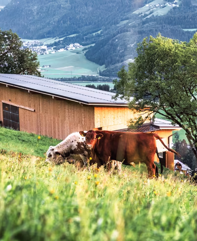 Kühe beim Grasen auf der Almwiese hinter dem Bergbauernhof