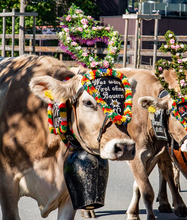 Schön geschmückte Kühe auf der Straße © Magdalena Hauser / Erste Ferienregion im Zillertal