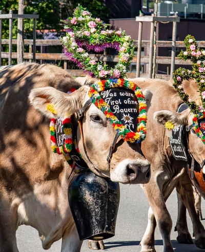 Schön geschmückte Kühe auf der Straße © Magdalena Hauser / Erste Ferienregion im Zillertal