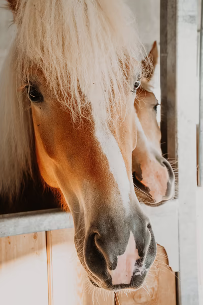 Haflinger Stute und Fohlen blicken aus der Box im Stall
