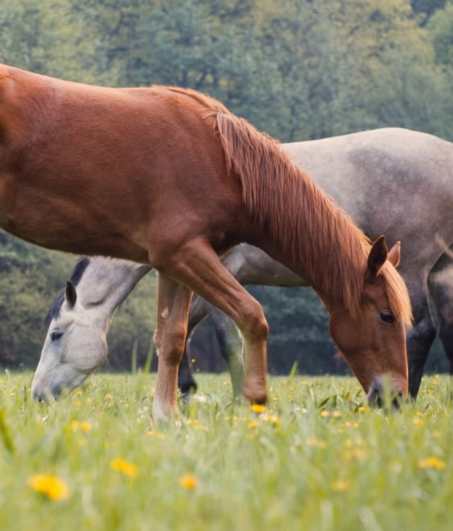 Reitstunden am Fehlehof © Unsplash.com, Immo Wegmann Pferde grasen auf einer Sommerwiese