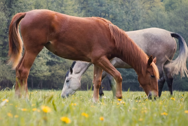 Pferde grasen auf einer Sommerwiese