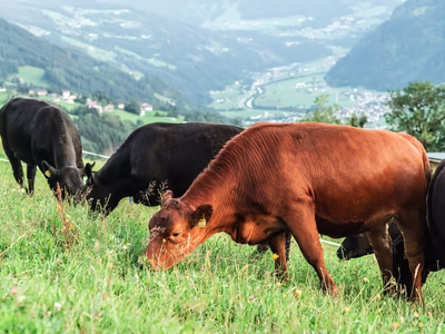 Kühe weiden auf der Almwiese am Stummerberg